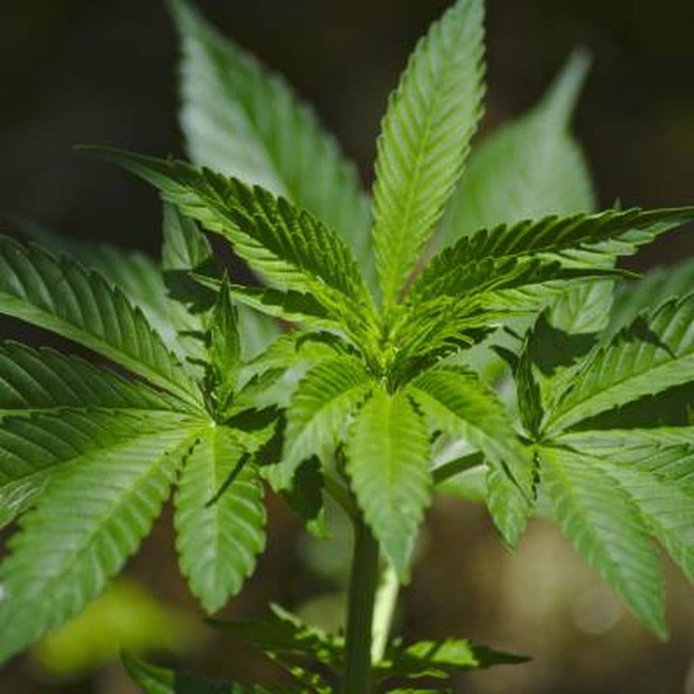 CANNABIS FLOWER